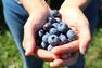 Autocueillette de bleuets en corymbe bio&nbsp;&nbsp;&nbsp;&copy; Le Garde-Manger du Québec