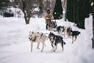 Tours de traineaux à chiens &nbsp;&nbsp;&nbsp;&copy; F. Viel