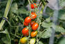 Tomates