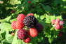 Framboises noires