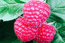 Framboises