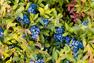 Plants de bleuets
