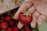 Cueillette de fraises&nbsp;&nbsp;&nbsp;&copy; Ferme La Ricardière