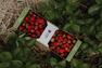 Panier de fraises&nbsp;&nbsp;&nbsp;&copy; Ferme La Ricardière